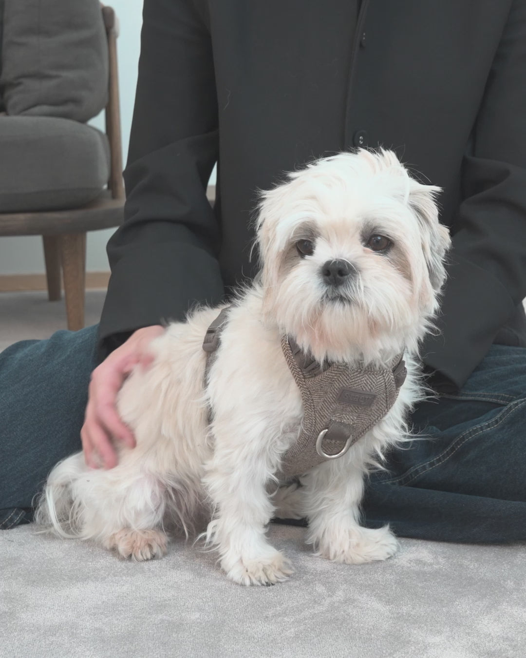 Staey - Elma Hundesele, Light Rose