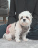 Staey - Elma Hundesele, Mocca