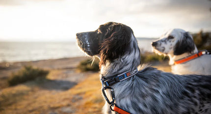 Non-stop Dogwear - Roam halsbånd, orange