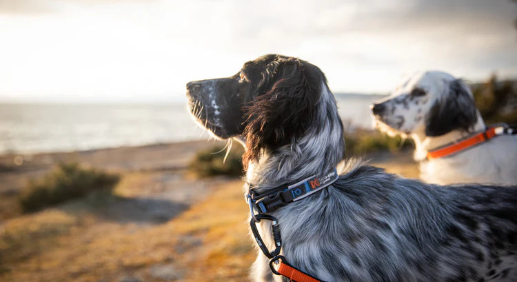 Non-stop Dogwear - Roam halsbånd, orange