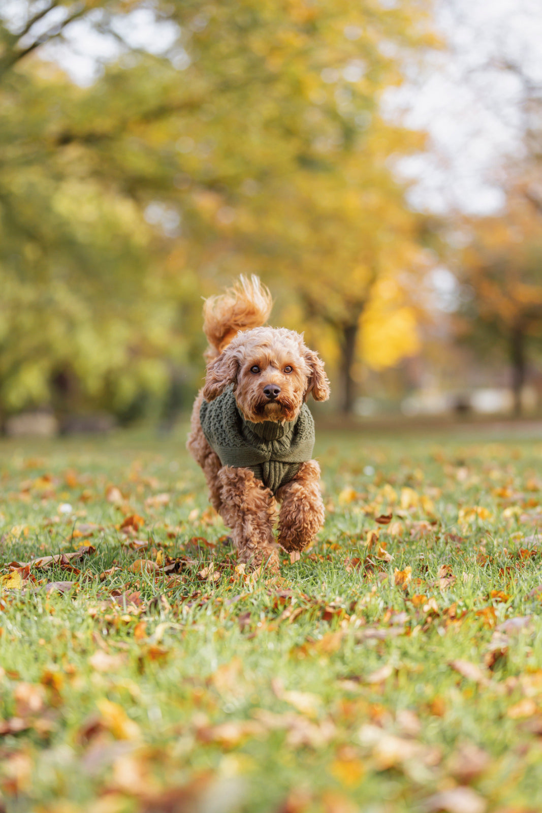 Trixie Norwood hundepullover i olivengrøn
