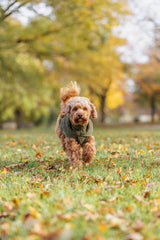 Trixie Norwood hundepullover i olivengrøn