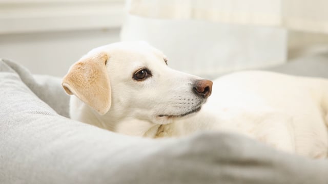 Cloud7 hundeseng Sleepy Deluxe, økologisk - Tweed Grey