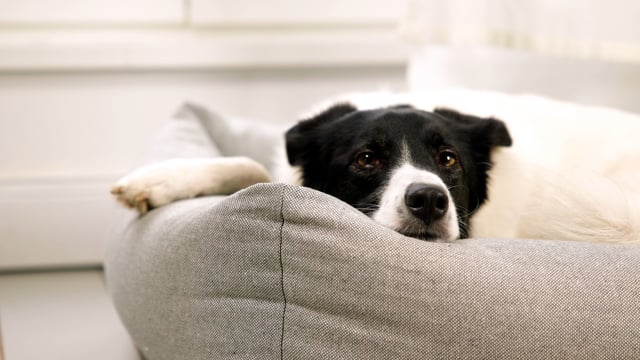 Cloud7 hundeseng Sleepy Deluxe, økologisk - Tweed Grey