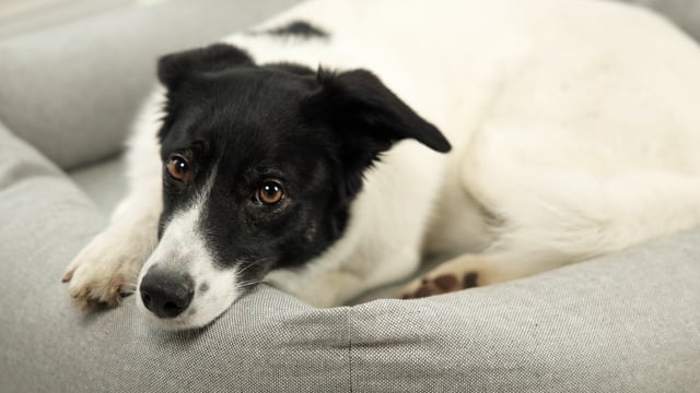 Cloud7 hundeseng Sleepy Deluxe, økologisk - Tweed Grey