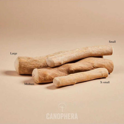 Canophera Tyggepind af Kaffetræ Canophera