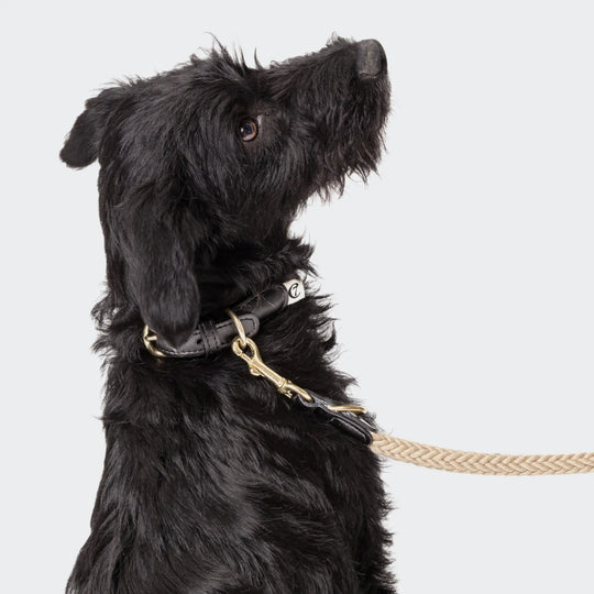 Cloud7 hundehalsbånd - Planten Sort/Natur Cloud7