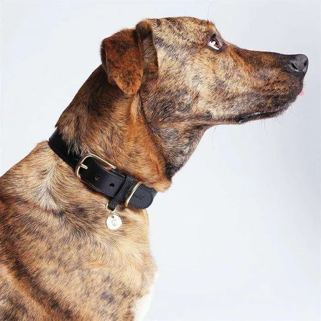 Cloud7 hundehalsbånd, Hyde Park, Sort Cloud7