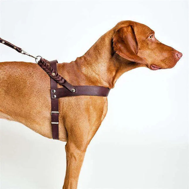 Cloud7 hundesele, Central Park, Brun Cloud7