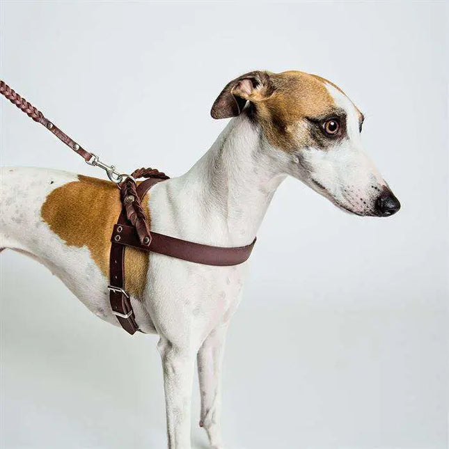 Cloud7 hundesele, Central Park, Brun Cloud7