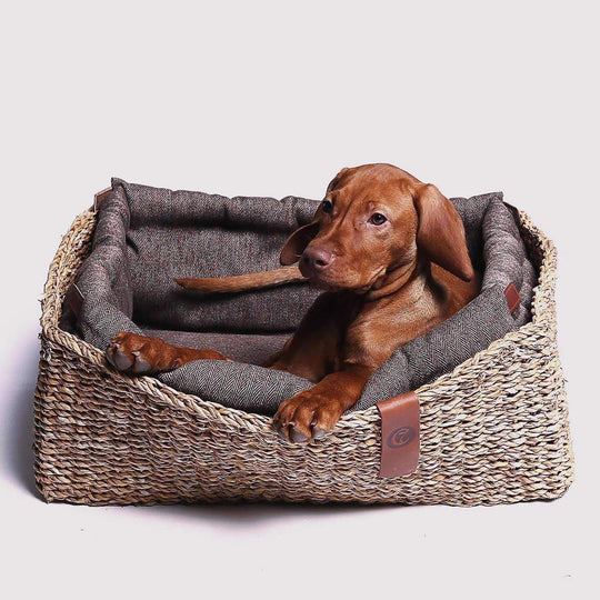 Cloud7 hundeseng, Hideaway, Plum Cloud7