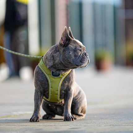 Dog Copenhagen Comfort Walk Go hundesele Sort Dog Copenhagen