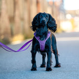 Dog Copenhagen Comfort Walk Go hundesele Sort Dog Copenhagen