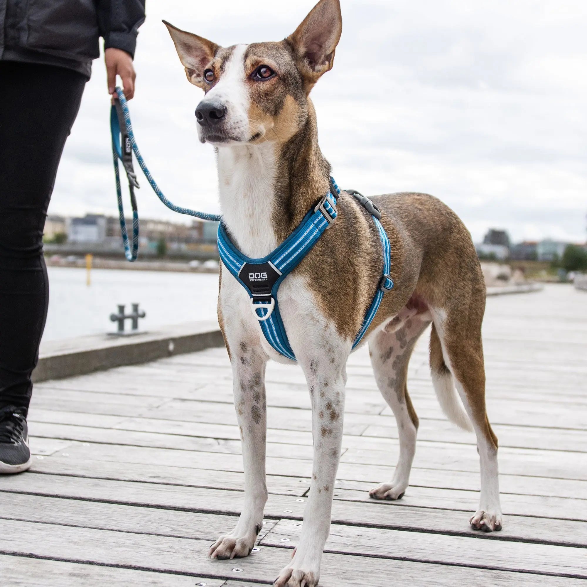 Maori Imagination Fantastisk Dog Copenhagen Walk Air™ hundesele Ocean Blue – Luksushund