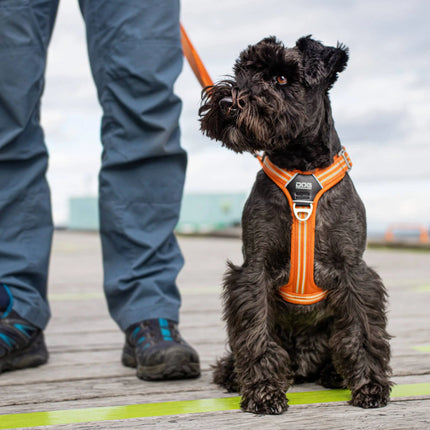 Dog Copenhagen Walk Air hundesele Wild Rose Dog Copenhagen