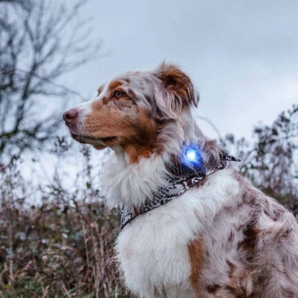 Orbiloc lys til hund, Dog Dual, Blå Orbiloc