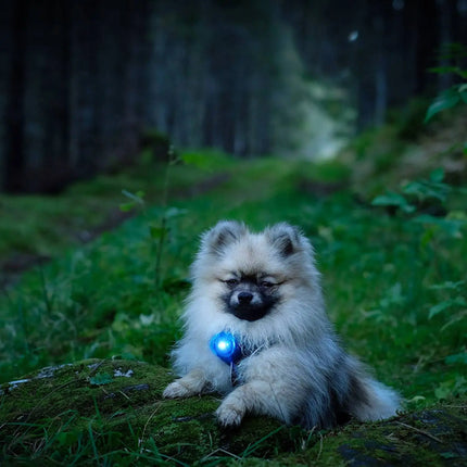 Orbiloc lys til hund, Dog Dual, Blå Orbiloc