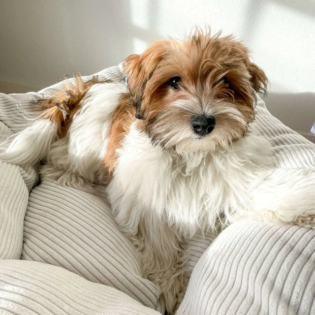 Staey Hundeseng Luna - Hvid Staey