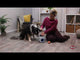 Trixie - Ball&Treat Aktiveringslegetøj
