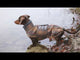 Cloud7 hundefrakke til gravhund, Brooklyn, Grå