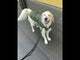 Cloud7 regnfrakke til hund, Hamburg, Moss Green